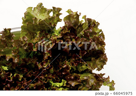 サニーレタス サニーレタス 66045975