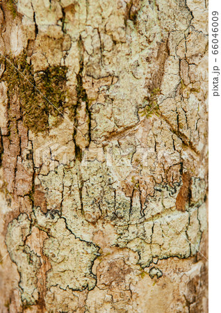 Close up Lichen fungi pad texture on tree bark 66046009