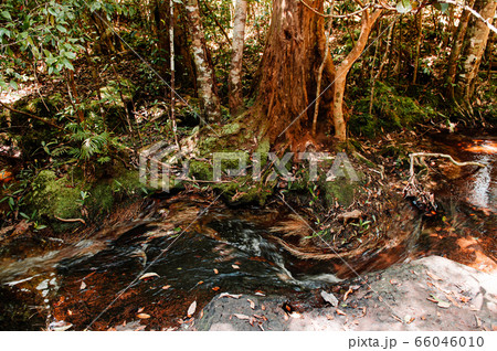 Green lush tropical forest moss growing on stones 66046010