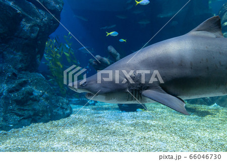 Big head shark. 66046730