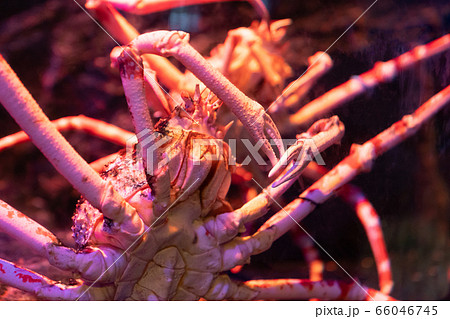 Big Alaskan crab specimen in underwater tank. 66046745