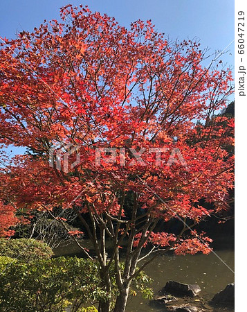 紅葉 紅葉 66047219
