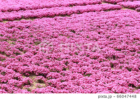 EOS7D世羅の芝桜2018その31 66047448