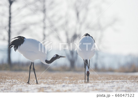採食する二羽のタンチョウ（北海道・鶴居） 66047522
