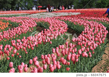 EOS7D世羅のチューリップ農場2018その31 EOS7D世羅のチューリップ農場2018その31 66047675
