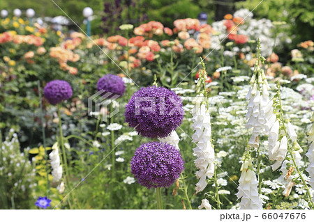 あしかがフラワーパーク　ローズガーデン 66047676