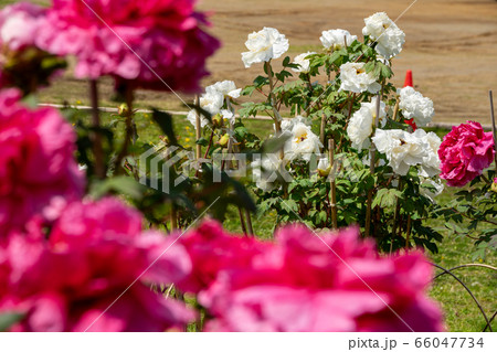 日当たりの良い公園の牡丹 66047734