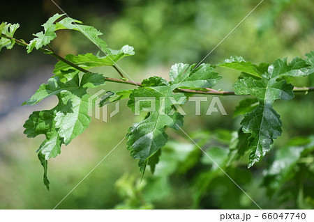桑の若葉 桑の若葉 66047740