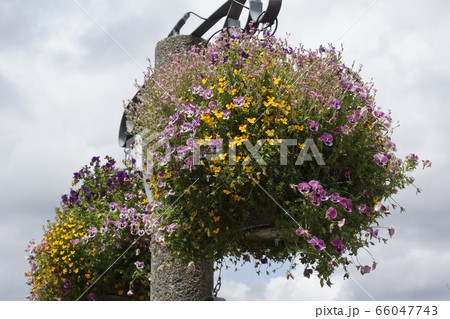 パンジーピオラ 66047743