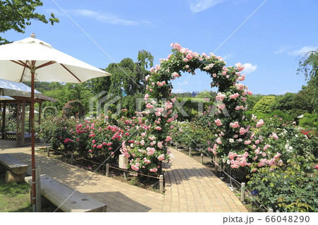 あしかがフラワーパーク 春のローズガーデン あしかがフラワーパーク 春のローズガーデン 66048290