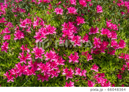 濃いピンクのツツジの花と緑の葉の写真素材