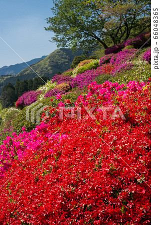 山をバックに赤いツツジの花の写真素材