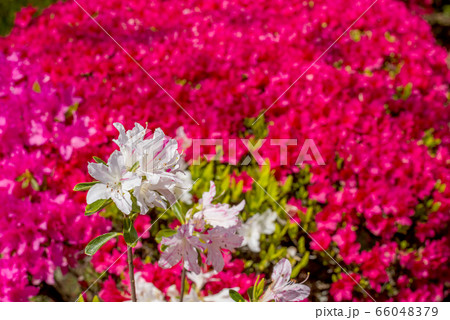 濃いピンクをバックに白いツツジの花の写真素材