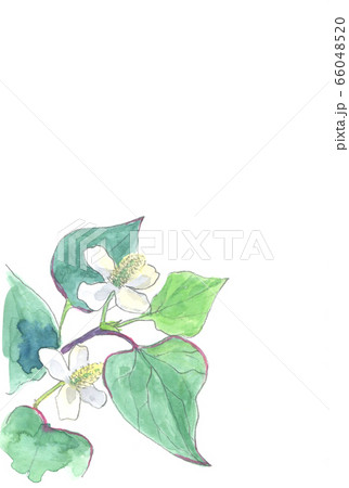 ドクダミの花の水彩画のイラスト素材 [66048520] - PIXTA