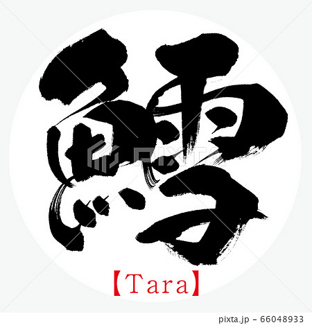 鱈・Tara(筆文字・手書き) 鱈・Tara(筆文字・手書き) 66048933