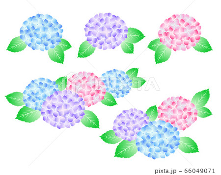 あじさい イラスト素材のイラスト素材