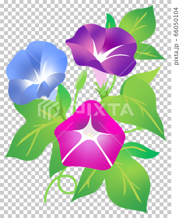 Morning Glory Illustration Stock Illustration