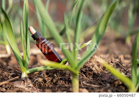 Natural cosmetic oil bottle on macro green plant. 66050487