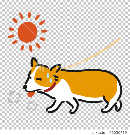 犬　コーギー　熱中症 66050719
