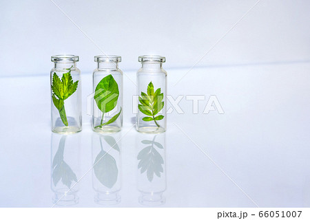 Bottles with herbs, natural essential oil, organic cosmetics on white background Bottles with herbs, natural essential oil, organic cosmetics on white background 66051007