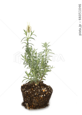 ラベンダーストエカスアルパ 66051046