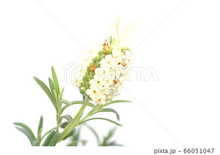 ラベンダーストエカスアルパ 66051047