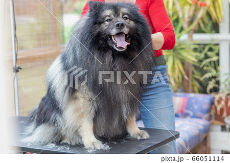 Trimed Wolf Spitz Dog Is Looking At The Cameraの写真素材