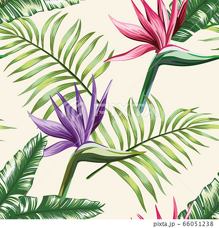 Multicolor tropical leaves flowers strelitzia 66051238