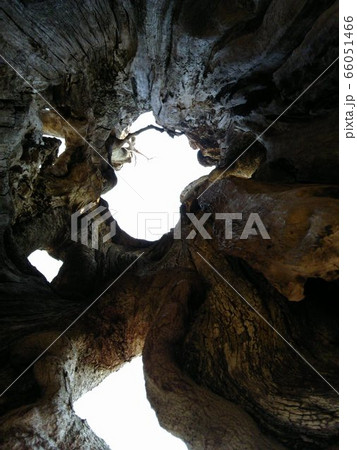 老木空洞の景色 / Old Wooden Cavity 老木空洞の景色 / Old Wooden Cavity 66051466