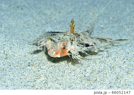 セミホウボウ 66052147