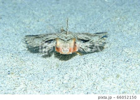 セミホウボウ セミホウボウ 66052150