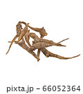 Ginseng or Dried Ginseng on a background new. 66052364
