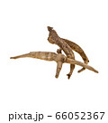 Ginseng or Dried Ginseng on a background new. 66052367
