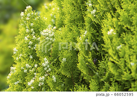 コニファー コニファー 66052595