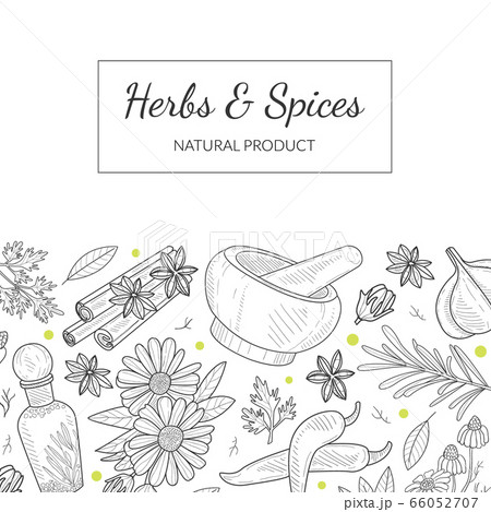 Herbs and Spices Banner Template with Natural Vegetarian Products Seamless Pattern Hand Drawn Vector Illustration 66052707