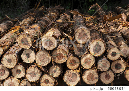 山から切り出したばかりの木材 66053054