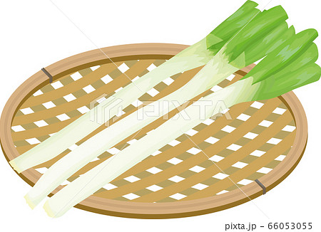長ネギ　かご盛り　イラスト 66053055