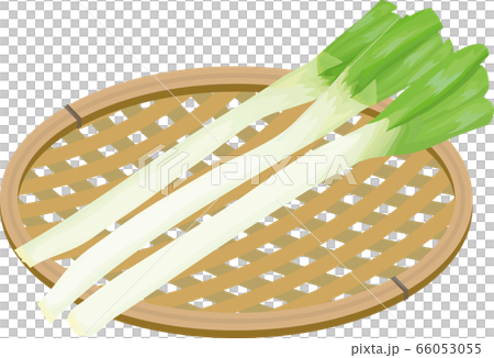 長ネギ　かご盛り　イラスト 66053055