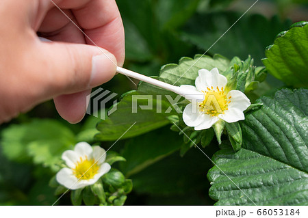 いちごの花（とちおとめ）　家庭菜園　人工授粉　5月 66053184