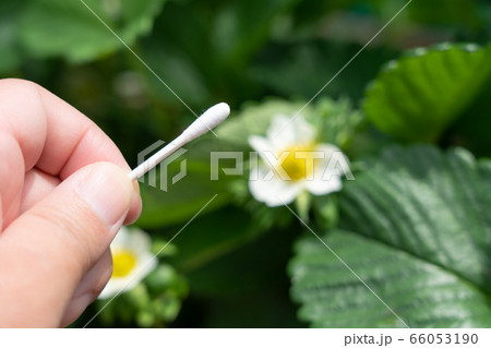 いちごの花(とちおとめ) 家庭菜園 人工授粉 5月 いちごの花(とちおとめ) 家庭菜園 人工授粉 5月 66053190