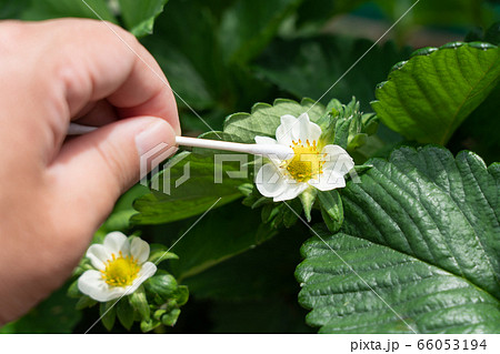 いちごの花(とちおとめ) 家庭菜園 人工授粉 5月 いちごの花(とちおとめ) 家庭菜園 人工授粉 5月 66053194