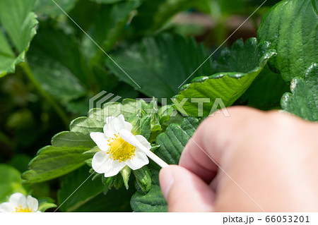 いちごの花（とちおとめ）　家庭菜園　人工授粉　5月 66053201