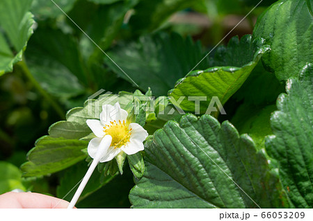 いちごの花(とちおとめ) 家庭菜園 人工授粉 5月 いちごの花(とちおとめ) 家庭菜園 人工授粉 5月 66053209