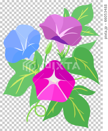 Morning glory illustration Morning glory illustration 66053488