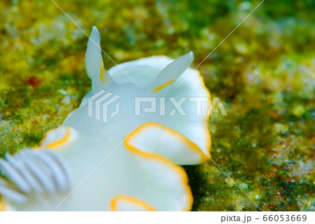 ウミウシ ウミウシ 66053669