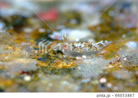 ウミウシ 66053867