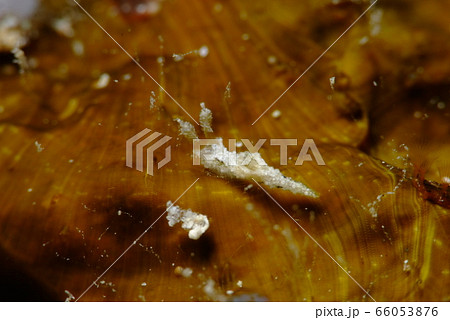 ウミウシ 66053876