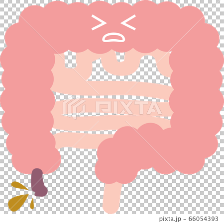 虫垂炎（盲腸）のイラスト　内臓　消化器 66054393