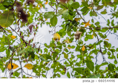 Cashew apple on a branch in the forest 66054446