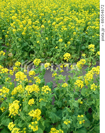 満開の菜の花畑 66054672